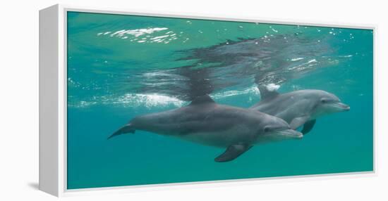Close-Up of Two Bottle-Nosed Dolphins (Tursiops Truncatus) Swimming in Sea, Sodwana Bay-null-Framed Premier Image Canvas