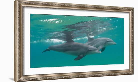 Close-Up of Two Bottle-Nosed Dolphins (Tursiops Truncatus) Swimming in Sea, Sodwana Bay-null-Framed Photographic Print