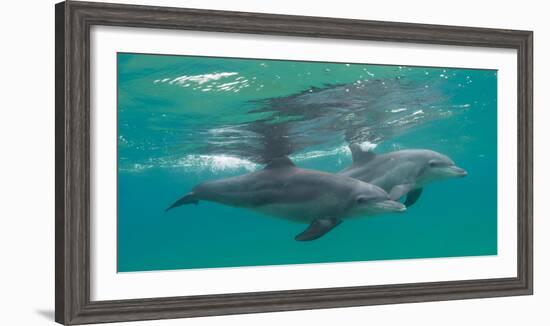 Close-Up of Two Bottle-Nosed Dolphins (Tursiops Truncatus) Swimming in Sea, Sodwana Bay-null-Framed Photographic Print