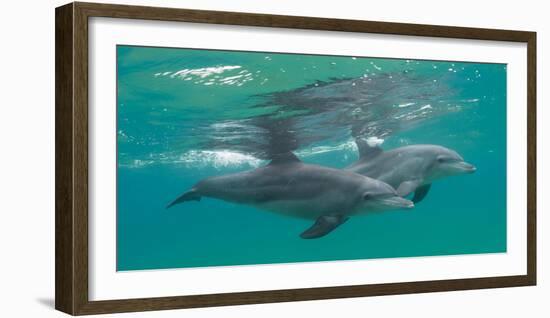 Close-Up of Two Bottle-Nosed Dolphins (Tursiops Truncatus) Swimming in Sea, Sodwana Bay-null-Framed Photographic Print