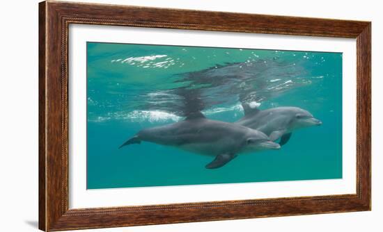 Close-Up of Two Bottle-Nosed Dolphins (Tursiops Truncatus) Swimming in Sea, Sodwana Bay-null-Framed Photographic Print