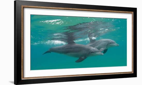Close-Up of Two Bottle-Nosed Dolphins (Tursiops Truncatus) Swimming in Sea, Sodwana Bay-null-Framed Photographic Print