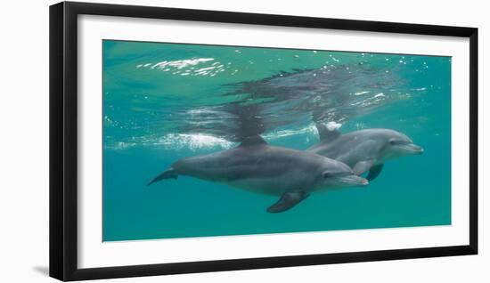 Close-Up of Two Bottle-Nosed Dolphins (Tursiops Truncatus) Swimming in Sea, Sodwana Bay-null-Framed Photographic Print