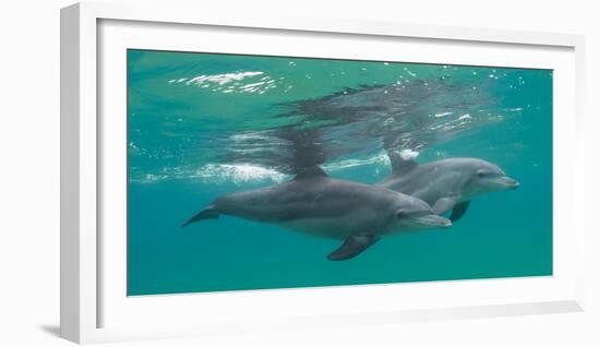 Close-Up of Two Bottle-Nosed Dolphins (Tursiops Truncatus) Swimming in Sea, Sodwana Bay-null-Framed Photographic Print