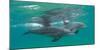 Close-Up of Two Bottle-Nosed Dolphins (Tursiops Truncatus) Swimming in Sea, Sodwana Bay-null-Mounted Photographic Print