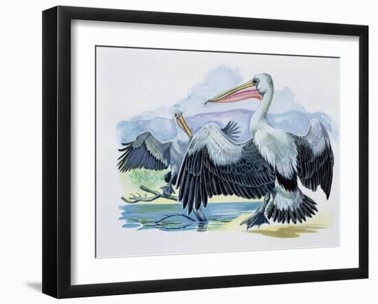 Close-Up of Two Brown Pelicans with their Wings Spread (Pelecanus Occidentalis)-null-Framed Giclee Print