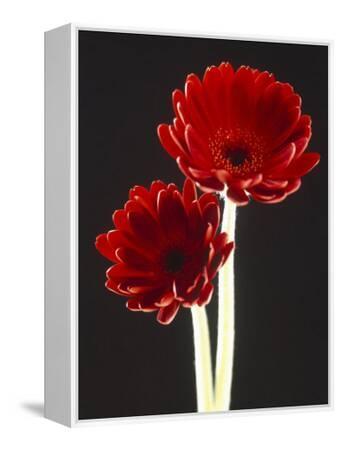 black and red floral