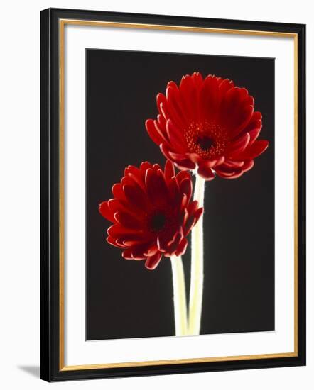 Close-up of Two Deep Red Flowers with White Stems on Black Background-null-Framed Photographic Print