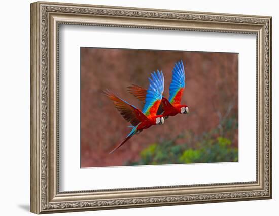 Close up of two flying red-and-green macaws, Porto Jofre , Mato Grosso, Cuiaba River, near the m...-Panoramic Images-Framed Photographic Print