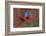 Close up of two flying red-and-green macaws, Porto Jofre , Mato Grosso, Cuiaba River, near the m...-Panoramic Images-Framed Photographic Print