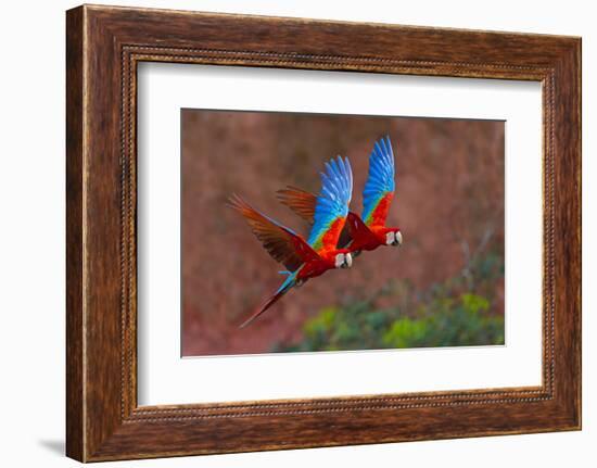 Close up of two flying red-and-green macaws, Porto Jofre , Mato Grosso, Cuiaba River, near the m...-Panoramic Images-Framed Photographic Print