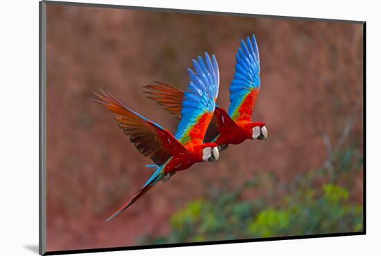 Close up of two flying red-and-green macaws, Porto Jofre , Mato Grosso, Cuiaba River, near the m...-Panoramic Images-Mounted Photographic Print