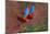 Close up of two flying red-and-green macaws, Porto Jofre , Mato Grosso, Cuiaba River, near the m...-Panoramic Images-Mounted Photographic Print