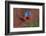 Close up of two flying red-and-green macaws, Porto Jofre , Mato Grosso, Cuiaba River, near the m...-Panoramic Images-Framed Photographic Print