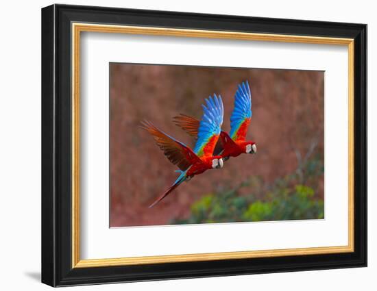 Close up of two flying red-and-green macaws, Porto Jofre , Mato Grosso, Cuiaba River, near the m...-Panoramic Images-Framed Photographic Print