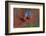 Close up of two flying red-and-green macaws, Porto Jofre , Mato Grosso, Cuiaba River, near the m...-Panoramic Images-Framed Photographic Print