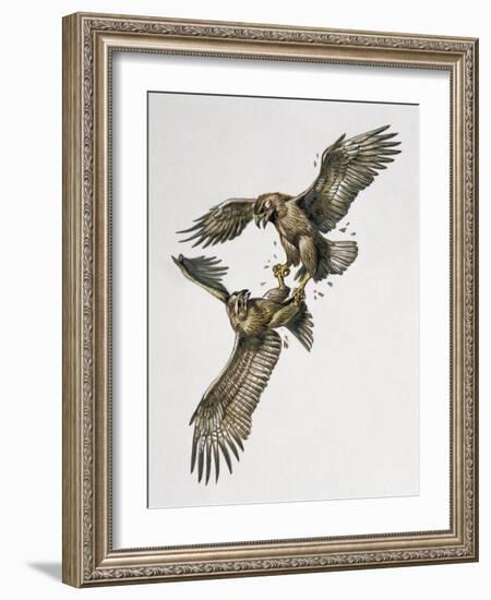 Close-Up of Two Golden Eagles Fighting (Aquila Chrysaetus)-null-Framed Giclee Print