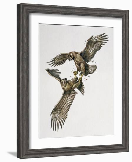 Close-Up of Two Golden Eagles Fighting (Aquila Chrysaetus)-null-Framed Giclee Print