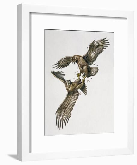 Close-Up of Two Golden Eagles Fighting (Aquila Chrysaetus)-null-Framed Giclee Print