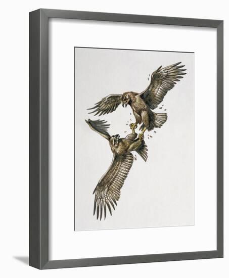 Close-Up of Two Golden Eagles Fighting (Aquila Chrysaetus)-null-Framed Giclee Print