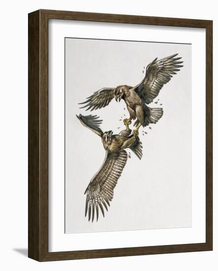 Close-Up of Two Golden Eagles Fighting (Aquila Chrysaetus)-null-Framed Giclee Print