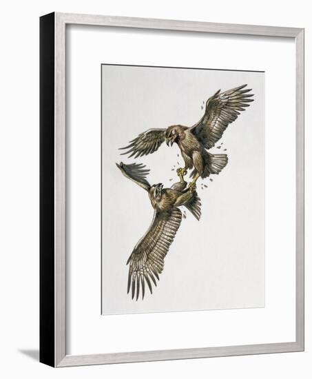 Close-Up of Two Golden Eagles Fighting (Aquila Chrysaetus)-null-Framed Giclee Print