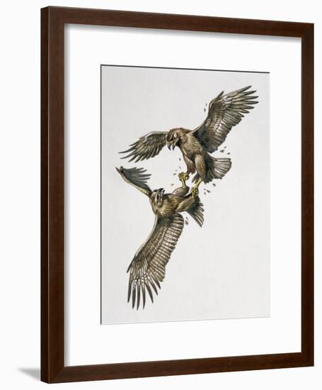 Close-Up of Two Golden Eagles Fighting (Aquila Chrysaetus)-null-Framed Giclee Print