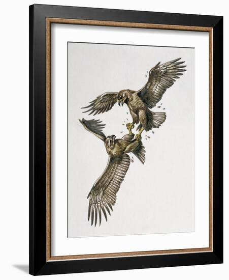 Close-Up of Two Golden Eagles Fighting (Aquila Chrysaetus)-null-Framed Giclee Print