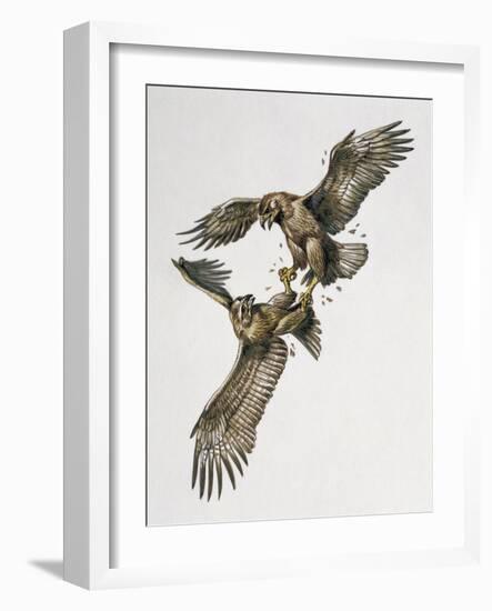 Close-Up of Two Golden Eagles Fighting (Aquila Chrysaetus)-null-Framed Giclee Print