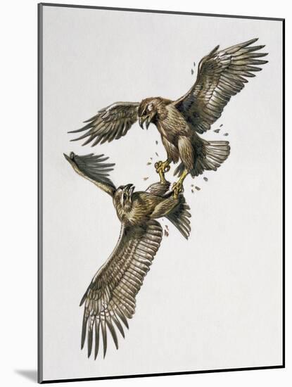 Close-Up of Two Golden Eagles Fighting (Aquila Chrysaetus)-null-Mounted Giclee Print