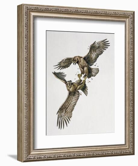 Close-Up of Two Golden Eagles Fighting (Aquila Chrysaetus)-null-Framed Giclee Print