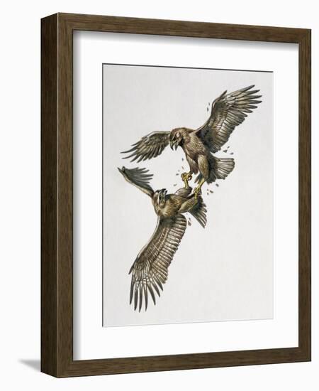 Close-Up of Two Golden Eagles Fighting (Aquila Chrysaetus)-null-Framed Giclee Print