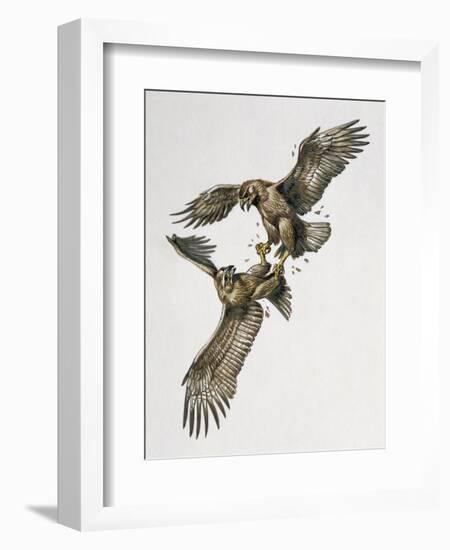 Close-Up of Two Golden Eagles Fighting (Aquila Chrysaetus)-null-Framed Giclee Print