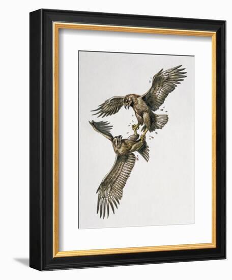 Close-Up of Two Golden Eagles Fighting (Aquila Chrysaetus)-null-Framed Giclee Print