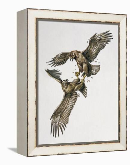 Close-Up of Two Golden Eagles Fighting (Aquila Chrysaetus)-null-Framed Premier Image Canvas