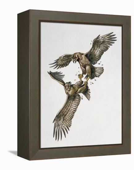 Close-Up of Two Golden Eagles Fighting (Aquila Chrysaetus)-null-Framed Premier Image Canvas