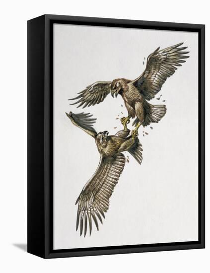 Close-Up of Two Golden Eagles Fighting (Aquila Chrysaetus)-null-Framed Premier Image Canvas