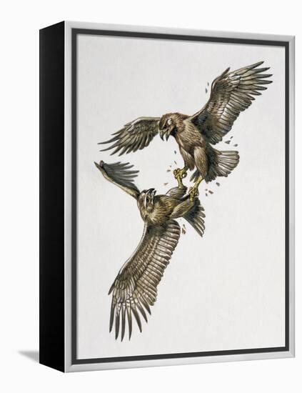 Close-Up of Two Golden Eagles Fighting (Aquila Chrysaetus)-null-Framed Premier Image Canvas