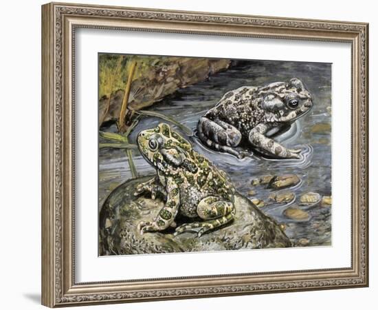 Close-Up of Two Green Toads (Bufo Viridis)-null-Framed Giclee Print