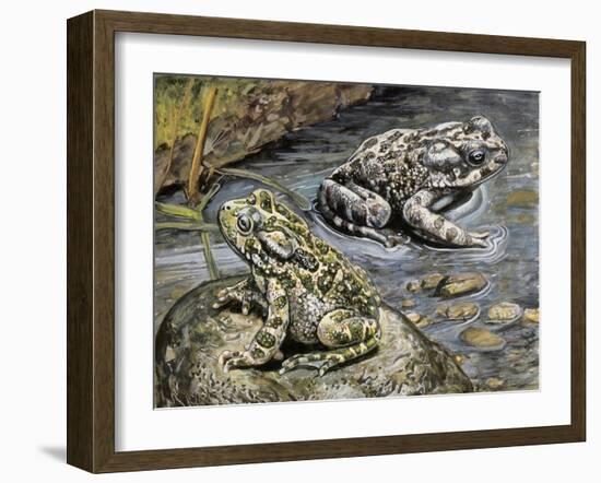 Close-Up of Two Green Toads (Bufo Viridis)-null-Framed Giclee Print