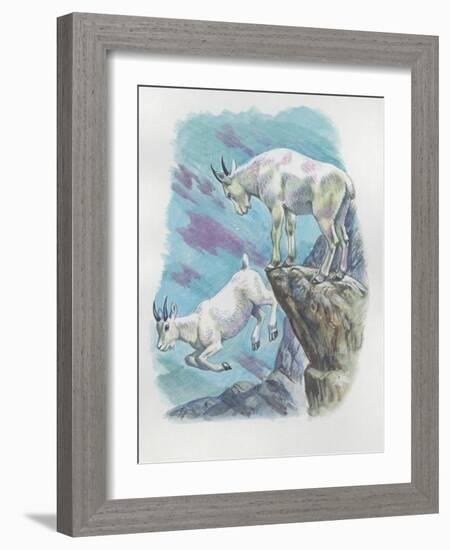 Close-Up of Two Mountain Goats (Oreamnos Americanus)-null-Framed Giclee Print