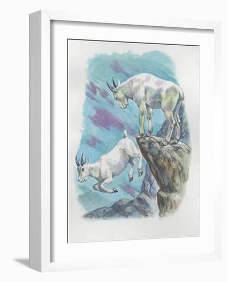 Close-Up of Two Mountain Goats (Oreamnos Americanus)-null-Framed Giclee Print
