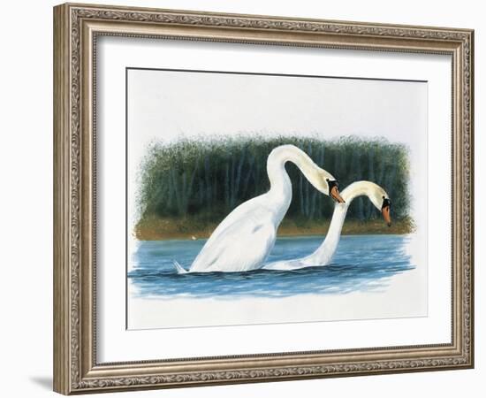 Close-Up of Two Mute Swans Mating-null-Framed Giclee Print