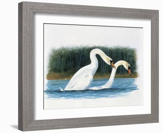 Close-Up of Two Mute Swans Mating-null-Framed Giclee Print