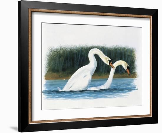 Close-Up of Two Mute Swans Mating-null-Framed Giclee Print