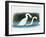 Close-Up of Two Mute Swans Mating-null-Framed Giclee Print