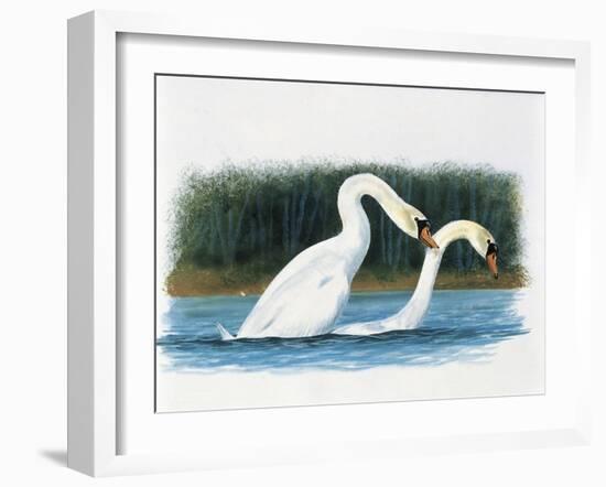 Close-Up of Two Mute Swans Mating-null-Framed Giclee Print