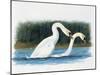 Close-Up of Two Mute Swans Mating-null-Mounted Giclee Print