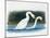 Close-Up of Two Mute Swans Mating-null-Mounted Giclee Print