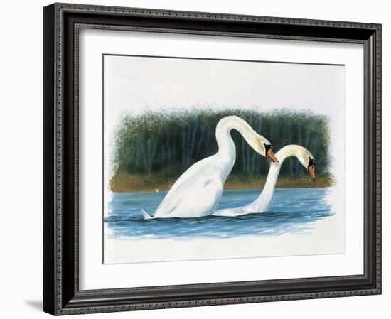 Close-Up of Two Mute Swans Mating-null-Framed Giclee Print